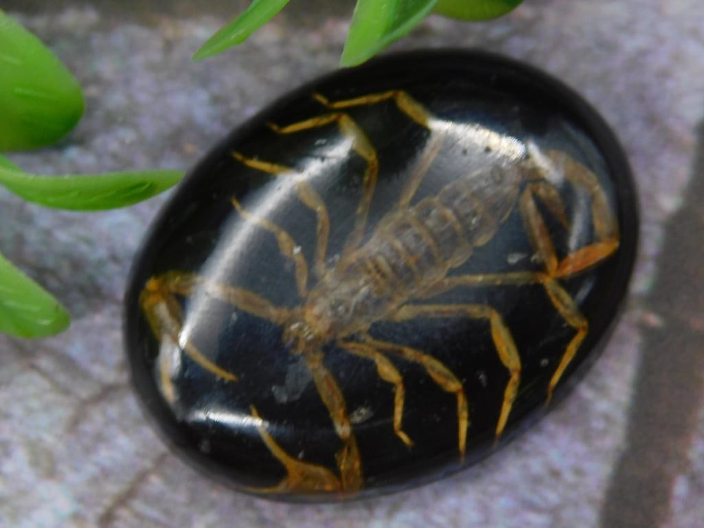 Polished Black Oval with Embedded Scorpion Design: Black oval with embedded scorpion design. Encased for display and preservation. Item shown with a US quarter for size reference. Ideal for collectors or display purposes.