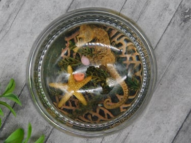 Paperweight With Seahorse and Starfish Display