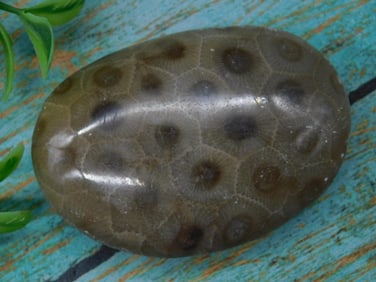 Polished Fossilized Coral Specimen with Hexagonal Patterns