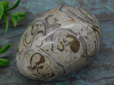 Polished Fossilized Stone Egg Specimen