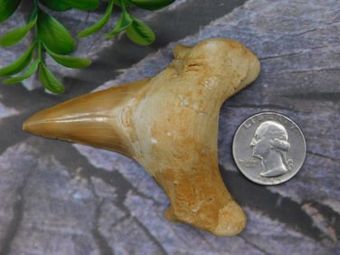 Fossilized Shark Tooth with Brown Coloring