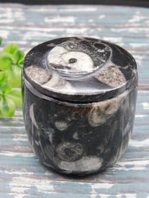 ORTHOCERAS TRINKET BOX ROCK STONE LAPIDARY SPECIMEN