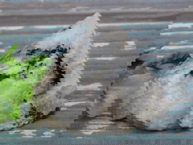 TOURMALINE IN QUARTZ ROCK STONE LAPIDARY SPECIMEN