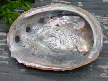 ABALONE SHELL