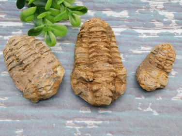 TRILOBITE ROCK STONE LAPIDARY SPECIMEN