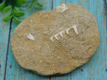 FOSSIL IN MATRIX ROCK STONE LAPIDARY SPECIMEN