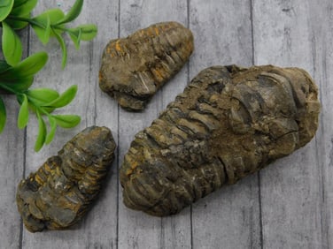 TRILOBITES ROCK STONE LAPIDARY SPECIMEN