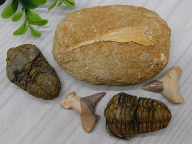 MIXED FOSSIL ROCK STONE LAPIDARY SPECIMEN