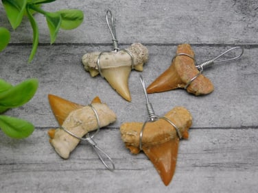 SHARK TEETH PENDANTS ROCK STONE LAPIDARY SPECIMEN