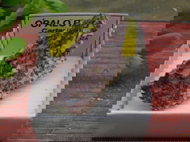 ROSE OPAL ROCK STONE LAPIDARY SPECIMEN