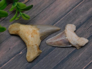 SHARK TEETH ROCK STONE LAPIDARY SPECIMEN