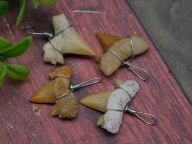 SHARK TEETH PENDANTS ROCK STONE LAPIDARY SPECIMEN