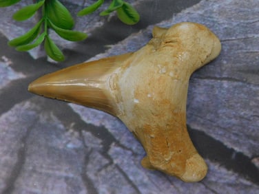 Fossilized Shark Tooth with Brown Coloring