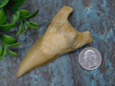 Fossilized Shark Tooth Rock Stone Lapidary Specimen