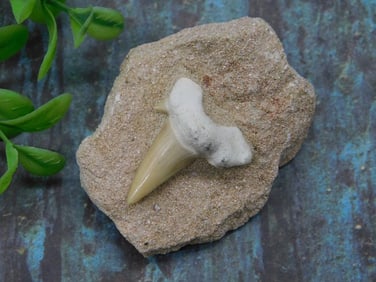 Fossilized Shark Tooth Embedded in Matrix