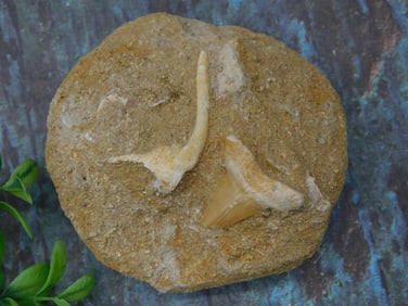 Fossils in Stone Matrix Rock Stone Lapidary Specimen