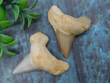Set of Two Fossilized Shark Teeth with Matrix