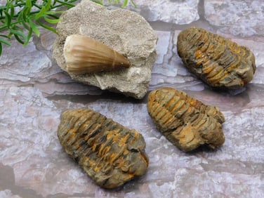 MIXED FOSSIL LOT ROCK STONE LAPIDARY SPECIMEN