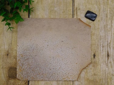 PETRIFIED PALM WOOD SLAB ROCK STONE LAPIDARY SPECIMEN