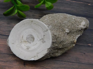 SHARK VERTEBRAE FOSSIL ROCK STONE LAPIDARY SPECIMEN
