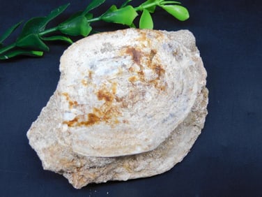 FOSSIL IN MATRIX ROCK STONE LAPIDARY SPECIMEN