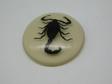 SCORPION CABOCHON ROCK STONE LAPIDARY SPECIMEN
