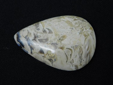 BLACK PALM WOOD CABOCHON ROCK STONE LAPIDARY SPECIMEN