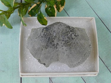 BRACHIOPOD ROCK STONE LAPIDARY SPECIMEN