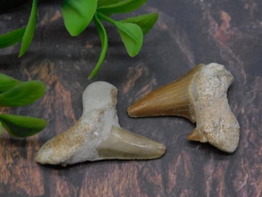 SHARK TEETH ROCK STONE LAPIDARY SPECIMEN