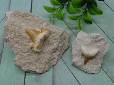 SHARK TEETH IN MATRIX ROCK STONE LAPIDARY SPECIMEN