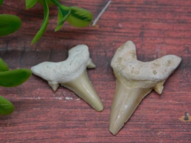 SHARK TEETH ROCK STONE LAPIDARY SPECIMEN