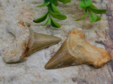 SHARK TEETH ROCK STONE LAPIDARY SPECIMEN