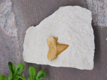 SHARK TOOTH IN MATRIX ROCK STONE LAPIDARY SPECIMEN