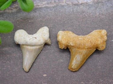 SHARK TEETH ROCK STONE LAPIDARY SPECIMEN