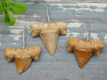 SHARK TEETH PENDANTS ROCK STONE LAPIDARY SPECIMEN