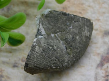 BRACHIOPOD ROCK STONE LAPIDARY SPECIMEN