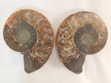 MAPLE LEAF PATTERN AMMONITE ROCK STONE LAPIDARY SPECIMEN