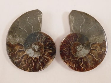 MAPLE LEAF PATTERN AMMONITE ROCK STONE LAPIDARY SPECIMEN