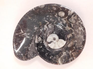 ORTHOCERAS TRAY ROCK STONE LAPIDARY SPECIMEN