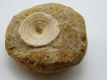 DINOSAUR BONE IN MATRIX ROCK STONE LAPIDARY SPECIMEN