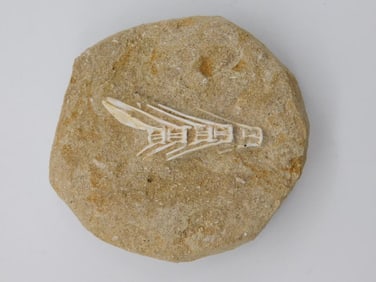 DINOSAUR BONE IN MATRIX