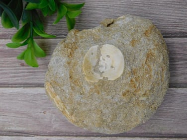 FOSSIL BONE IN MATRIX ROCK STONE LAPIDARY SPECIMEN