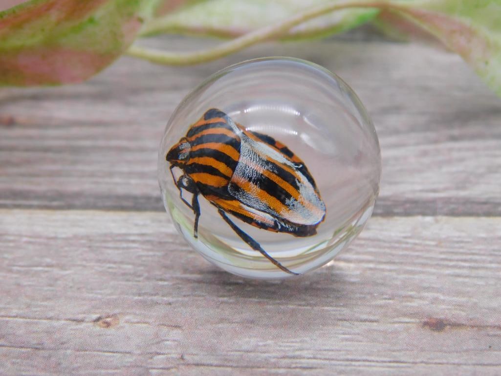 Clear sphere with preserved striped beetle: Clear resin sphere featuring a preserved striped beetle encased within. The beetle displays vibrant orange and black stripes. Compact and portable size for display purposes. Item shown with a ruler fo