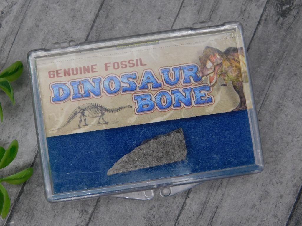 Genuine Fossil Dinosaur Bone Fragment: - Dinosaur bone fragment labeled as a genuine fossil. | - Includes protective display case with a blue felt backdrop. | - Display card featuring information about dinosaurs from the Mesozoic Era. | -