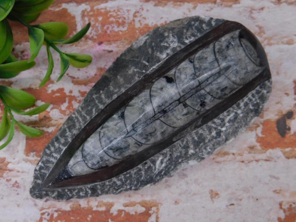 Fossil Orthoceras in Polished Stone Matrix Display: Polished fossilized Orthoceras specimen embedded in a stone matrix. Displays intricate shell-like formations of Orthoceras, a genus of extinct cephalopods. The matrix features smooth contours showcasi