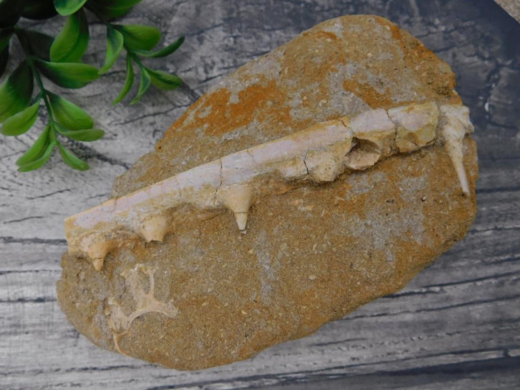 Fossilized Shark Teeth Embedded in Sedimentary Rock: This lot features a fossilized shark jaw segment with teeth embedded in sedimentary rock. The fossil displays multiple visible teeth, preserved in a natural formation. A ruler shown in a reference ima