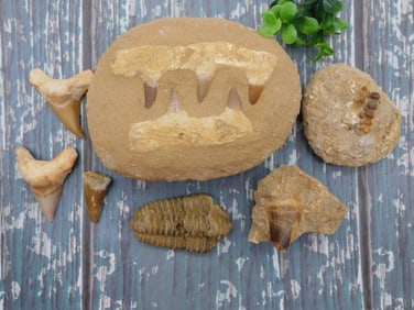 MIXED FOSSIL LOT ROCK STONE LAPIDARY SPECIMEN