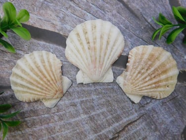 SEA SHELLS ROCK STONE LAPIDARY SPECIMEN