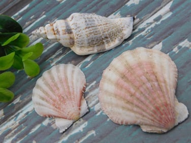 SEA SHELLS ROCK STONE LAPIDARY SPECIMEN