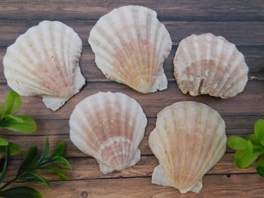 SCALLOP SHELLS ROCK STONE LAPIDARY SPECIMEN